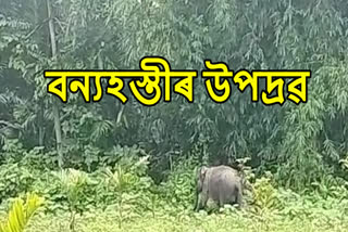 Man Elephant conflict in Assam