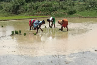 Less rain than normal in Giridih chances of drought