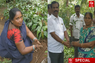 batlagundu-municipal-corporation-created-five-thousand-saplings-from-waste-mangoes