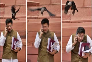 BJP mocks AAP MP Raghav Chadha over crow attack, he responds