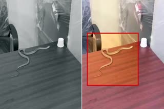 Snake enters a house in Hyderabad  House owner Sampath called GMCH for help  No one from GMCH came to catch the snake  വെള്ളക്കെട്ടിലൂടെ വീട്ടിനകത്തേക്ക് പാമ്പ്  Snake  സഹായം തേടിയിട്ടും ലഭിച്ചില്ല  പാമ്പിനെ പിടിച്ച് ജിഎച്ച്എംസി