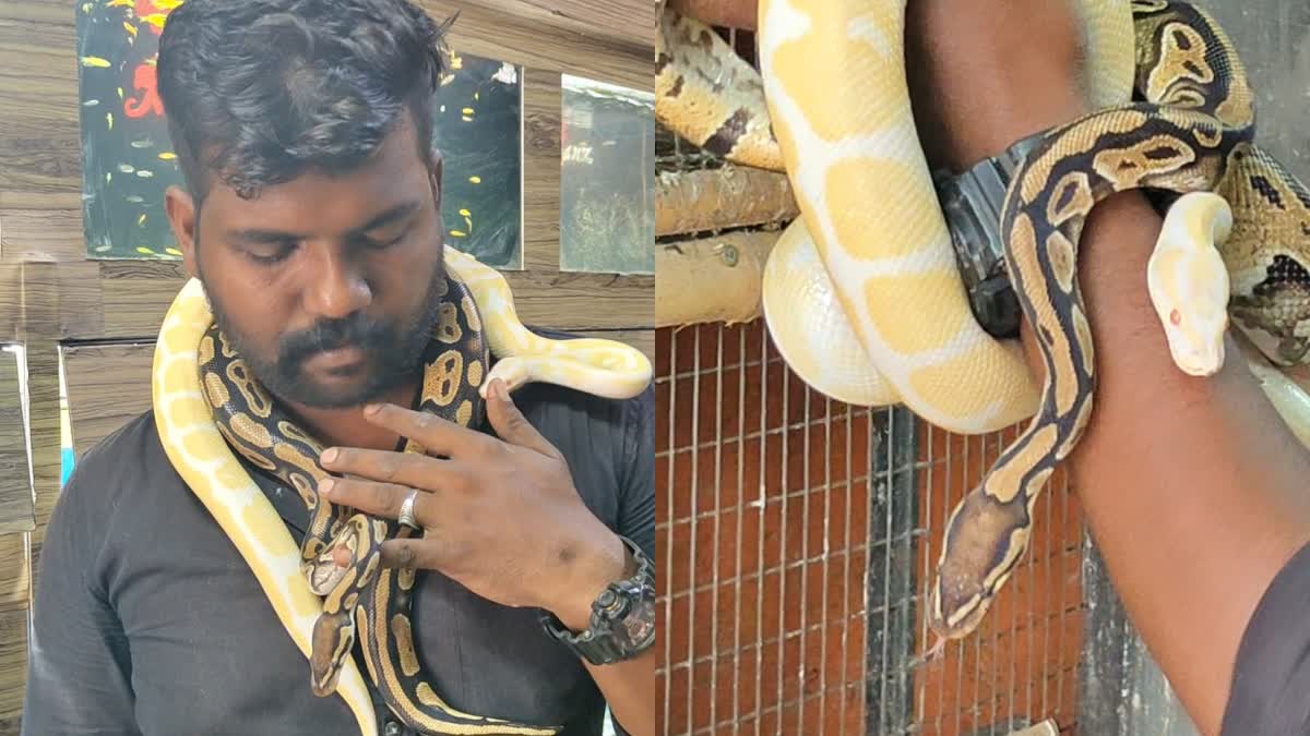 PET SNAKES  AFRICAN BALL PYTHON PET SNAKE  വളര്‍ത്തുപാമ്പുകള്‍ വിപണിയില്‍  അരുമ പാമ്പുകള്‍ക്ക് ഡിമാന്‍റ്