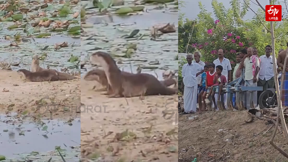 கோயில் குளத்தில் நீர்நாய்கள் இருக்கும் புகைப்படம்