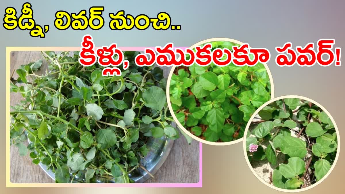 Benefits Of Punarnava Leaves