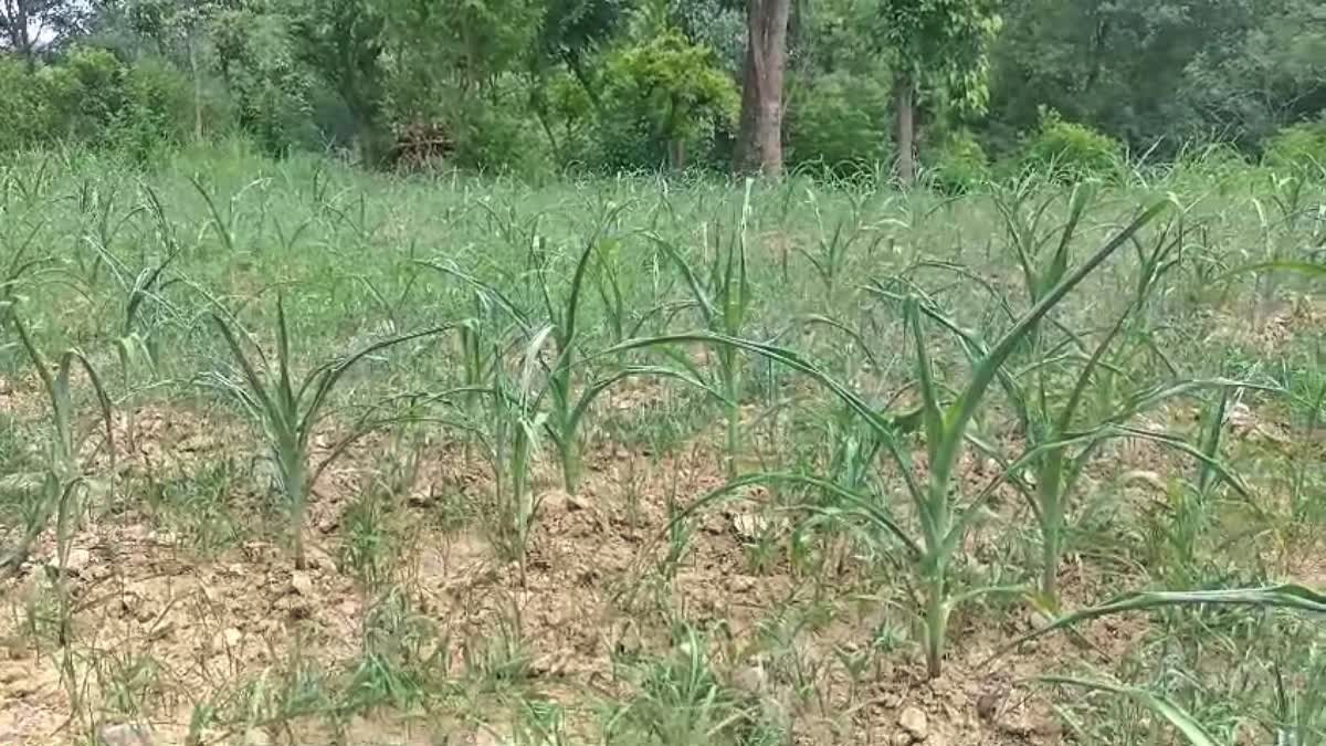 Fall Armyworm Attack on Maize Crop