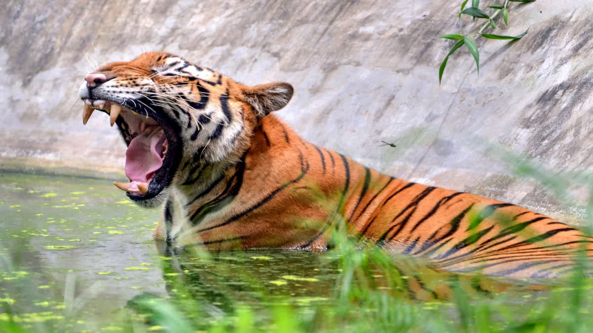 Tiger Died In India