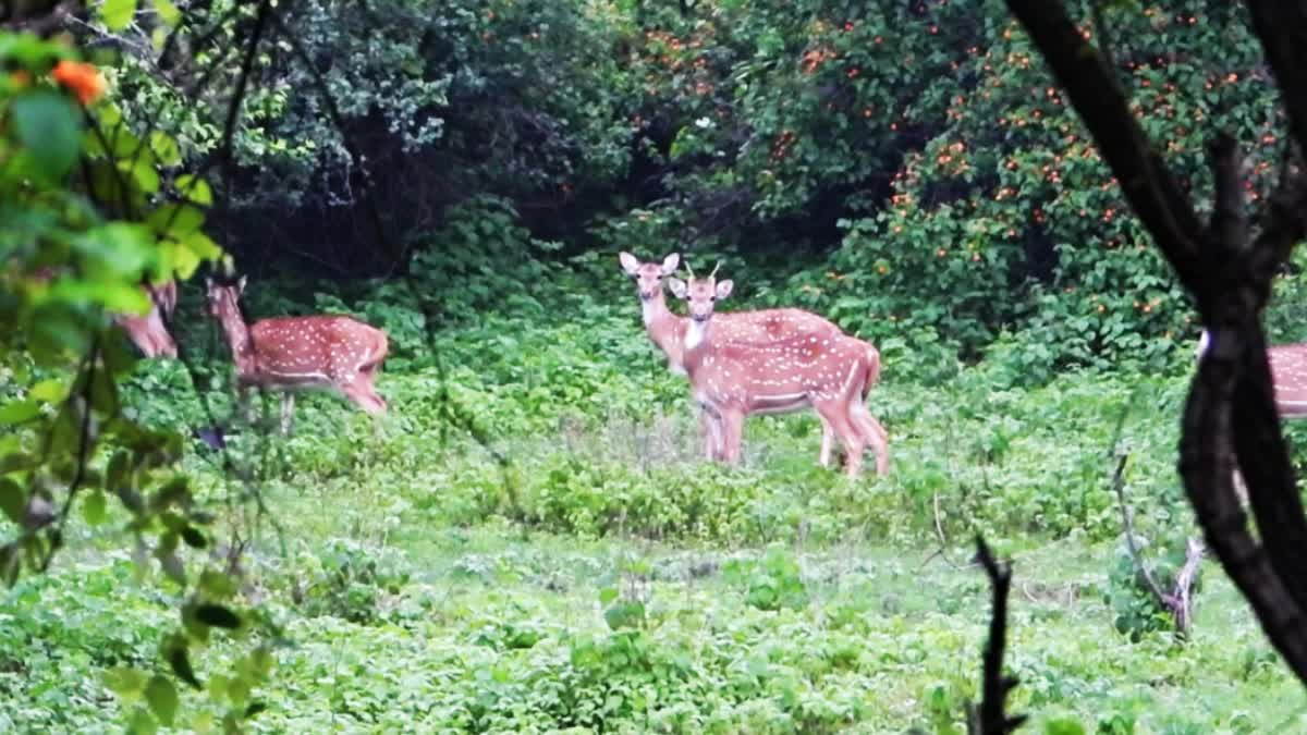 NEPANAGAR WILDLIFE PHOTOGRAPHY