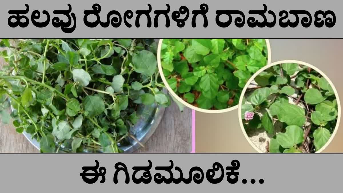 PUNARNAVA LEAVES BENEFITS