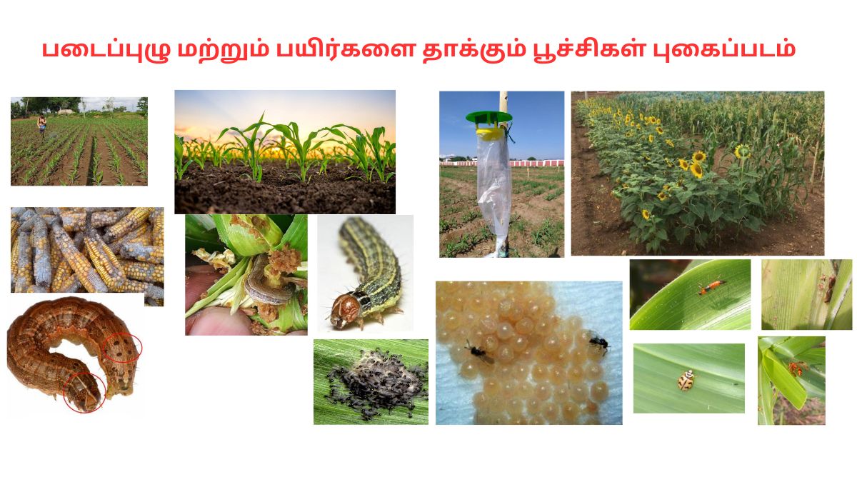 படைப்புழு