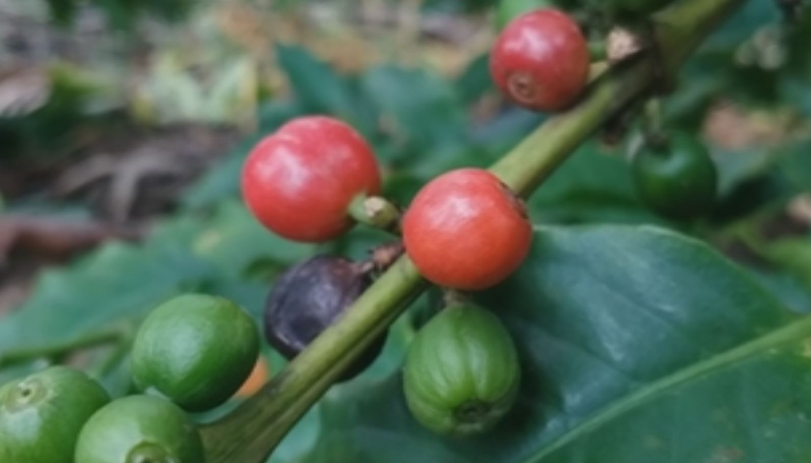 Davanagere farmer family who grow Arabic breed of coffee in the plains