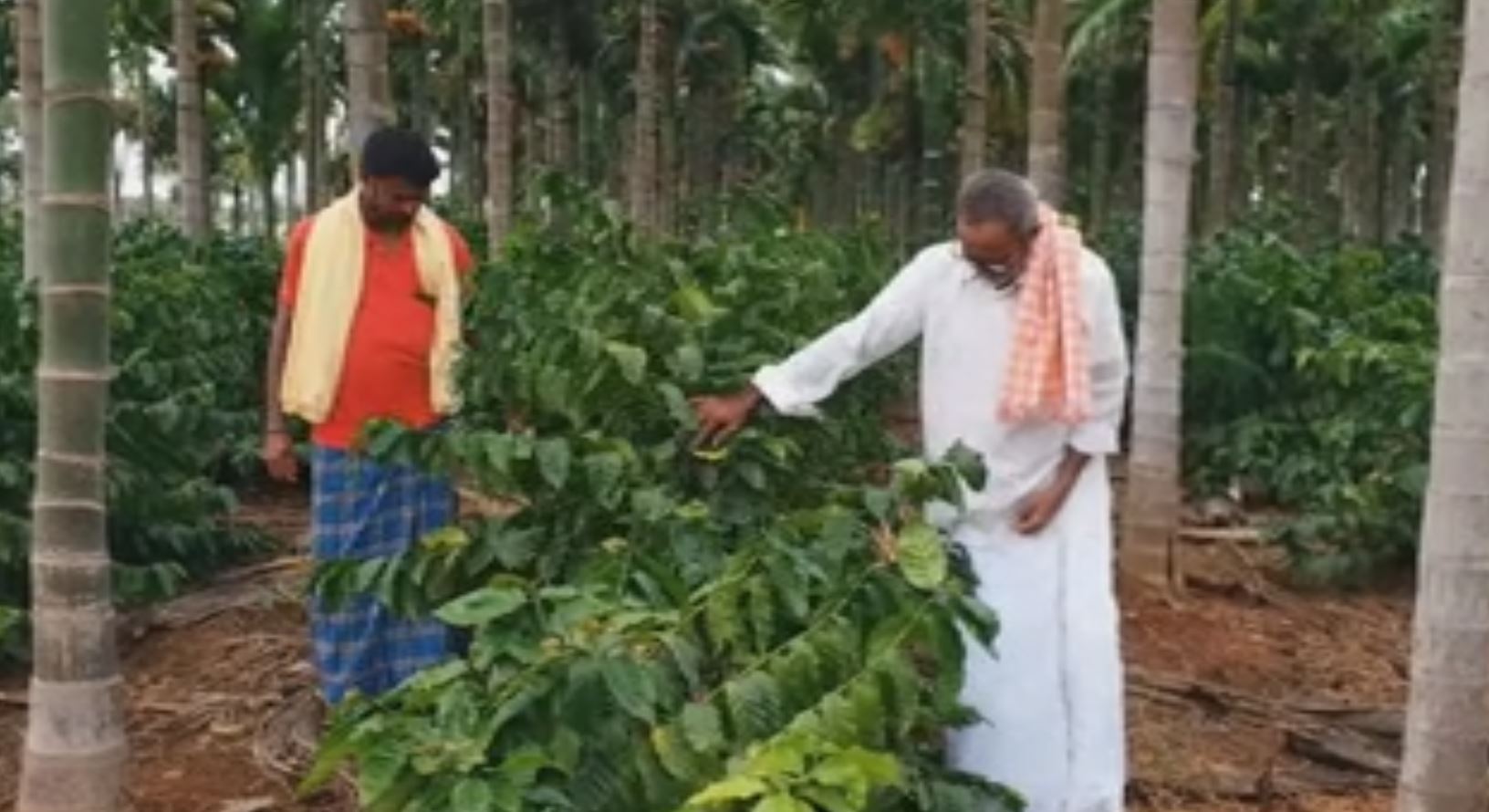 Davanagere farmer family who grow Arabic breed of coffee in the plains