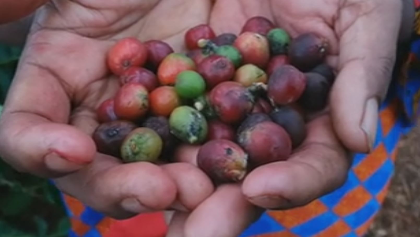 Davanagere farmer family who grow Arabic breed of coffee in the plains