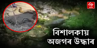 Sarpabandhu Prasannadeep Bordoloi rescued a huge python in Golaghat