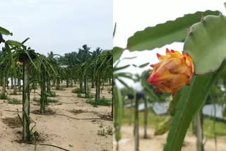 DRAGON FRUIT CULTIVATION  TRAVANCORE TITANIUM PRODUCT  ഡ്രാഗണ്‍ ഫ്രൂട്ട് കൃഷി  ഡ്രാഗണ്‍ ഫ്രൂട്ട് തിരുവനന്തപുരം