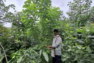 INDORE MIYAWAKI PLANTATION METHOD