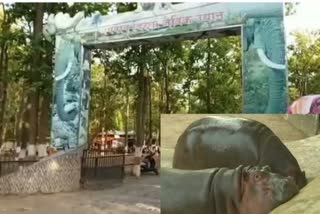 HIPPO ATTACK IN RANCHI ZOO