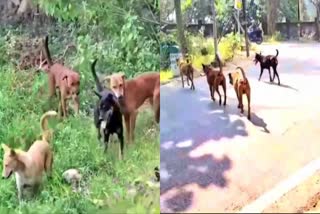 Dogs terror in Hazaribag