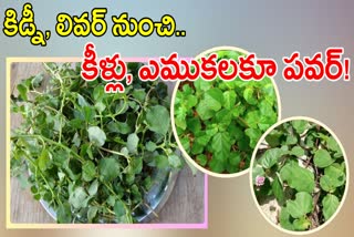 Benefits Of Punarnava Leaves