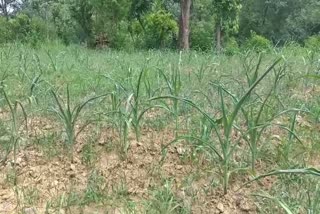 Fall Armyworm Attack on Maize Crop