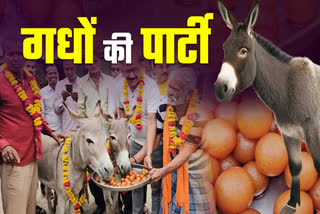 Mandsaur Donkey Gulab Jamun Party