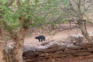 Bears travelled away from Sariska