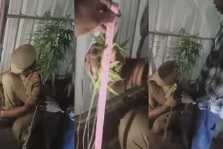 വീട്ടുമുറ്റത്ത് കഞ്ചാവ് കൃഷി  YOUNG MAN CULTIVATED GANJA  വൈക്കത്ത് കഞ്ചാവ് തൈ പിടികൂടി  GANJA CULTIVATED IN HOUSE