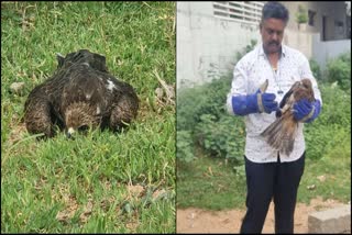 Snake Puttu showed humanity by treating and caring an injured falcon