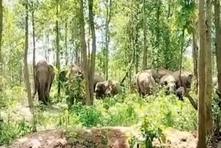 Elephant Terror In Hazaribag