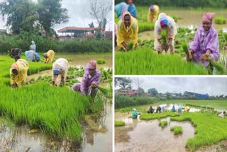 Bastar paddy plantation started