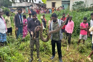 13 feet long python spotted in backyard