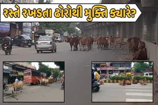 ભાવનગરમાં રખડતા ઢોરોનો ત્રાસ યથાવત