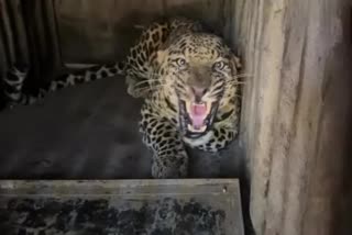 FEMALE LEOPARD DIES