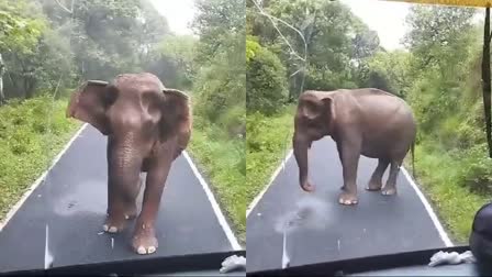 WILD ELEPHANT ATTACK  ബസിന് നേരെ കാട്ടാനാക്രമണം  WILD ANIMAL ATTACK  ELEPHANT ATTACK IN PATHANAMTHITTA