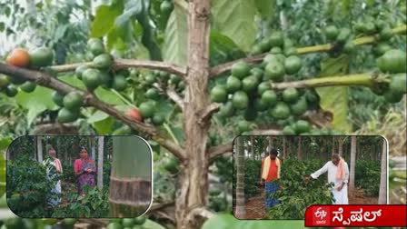 Davanagere farmer family who grow Arabic breed of coffee in the plains