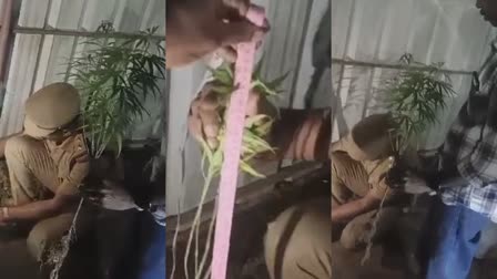 വീട്ടുമുറ്റത്ത് കഞ്ചാവ് കൃഷി  YOUNG MAN CULTIVATED GANJA  വൈക്കത്ത് കഞ്ചാവ് തൈ പിടികൂടി  GANJA CULTIVATED IN HOUSE