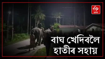 Elephants help in caging tigers in Nagaon