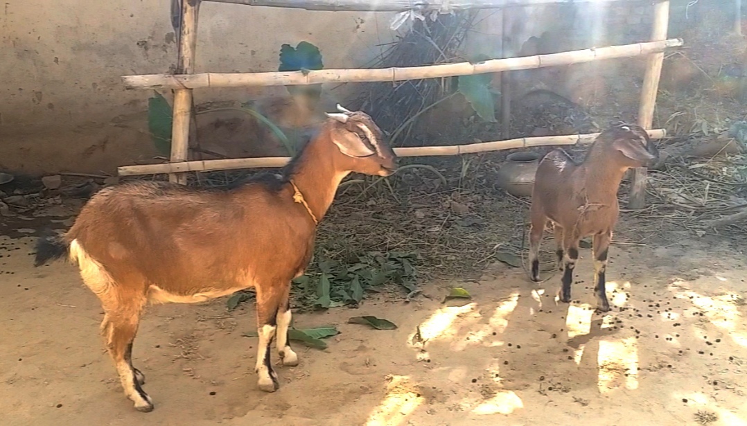 GOAT FARMING से बरसने लगेंगे घर में नोट