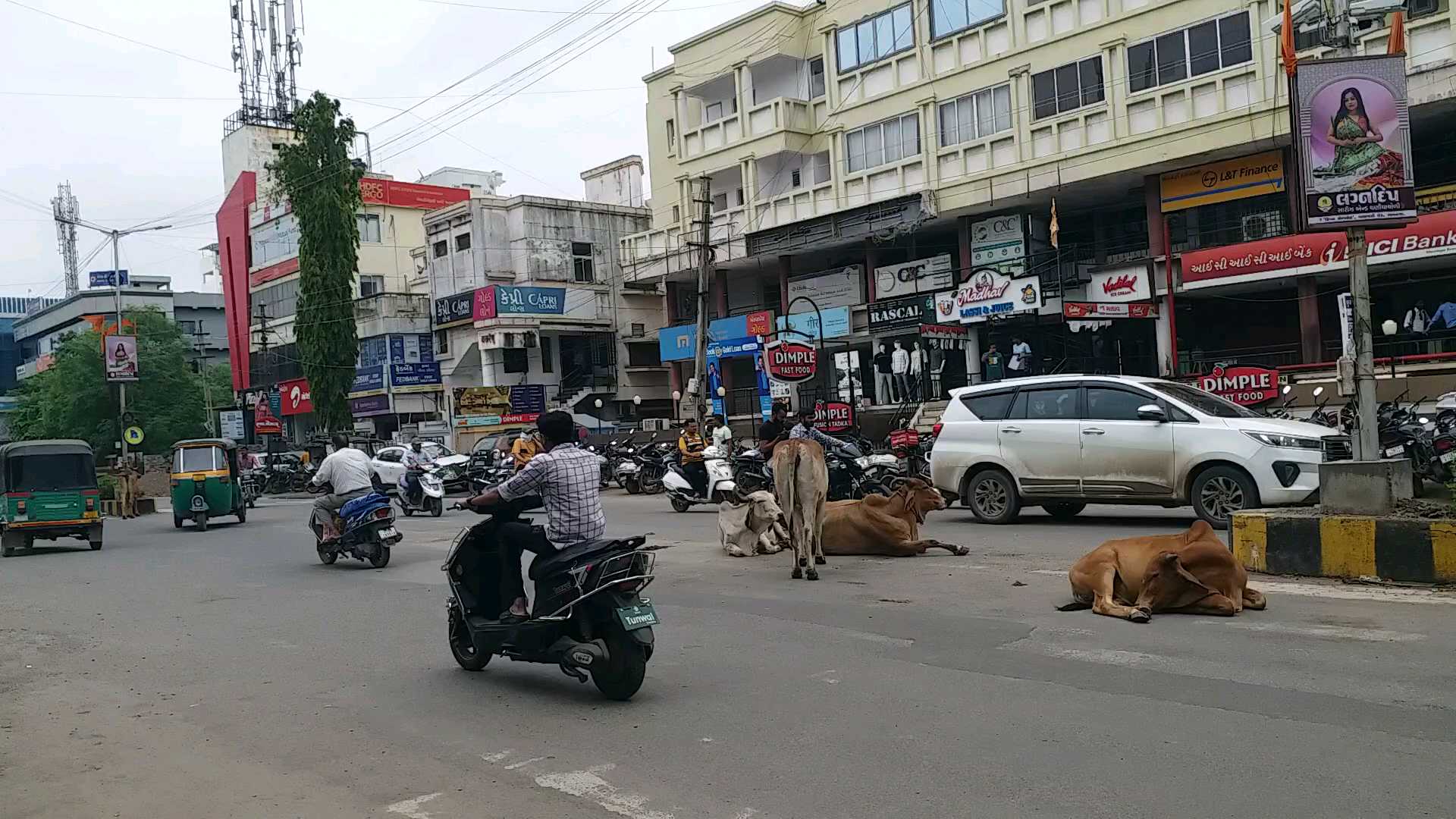 ભાવનગરમાં રખડતા ઢોરોનો ત્રાસ યથાવત