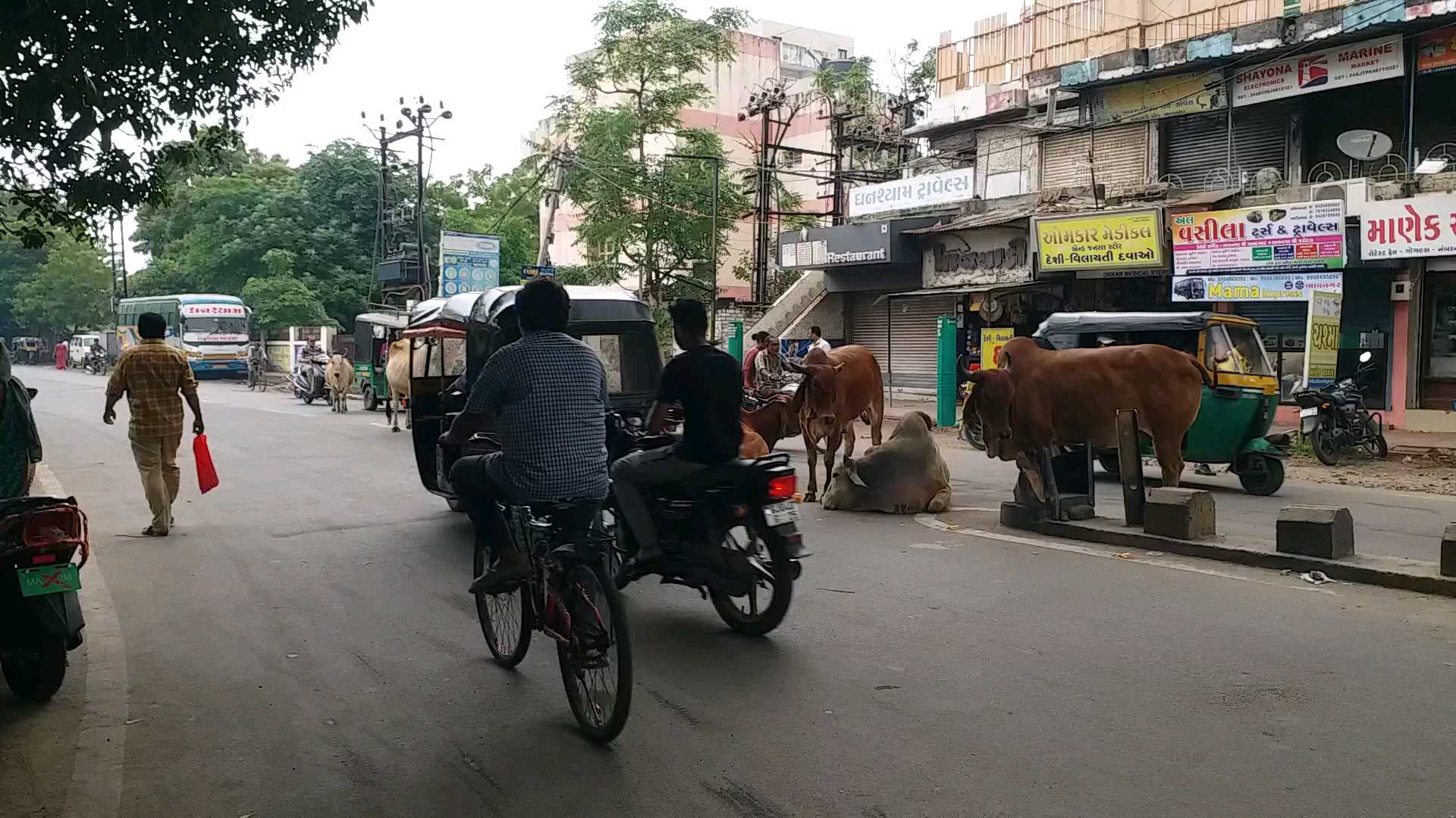 ભાવનગરમાં રખડતા ઢોરોનો ત્રાસ યથાવત