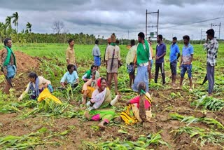 DAVANAGERE  ಸರ್ಕಾರಿ ಕೆರೆಯಲ್ಲಿ ಬೆಳೆ ಒತ್ತುವರಿ  ದಾವಣಗೆರೆ ಬೆಳೆ ಒತ್ತುವರಿ ತೆರವು  MINOR IRRIGATION DEPARTMENT