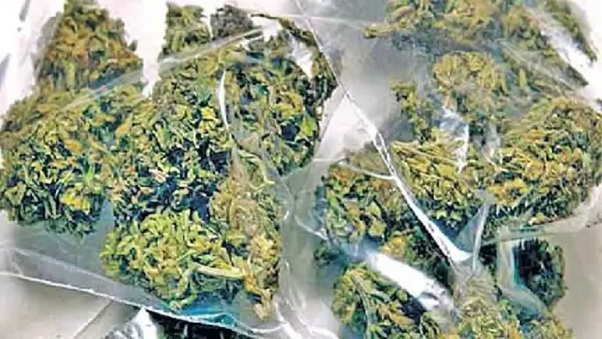 Marijuana Gang Crime in Hyderabad