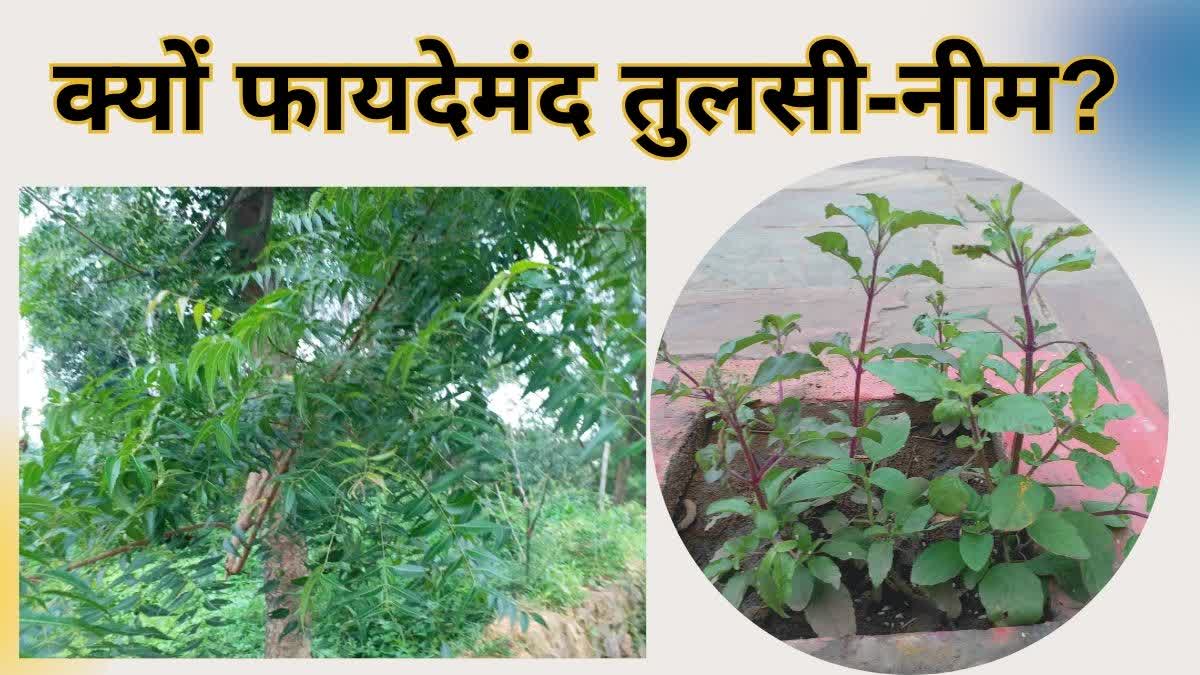 Neem Tulsi Benefits