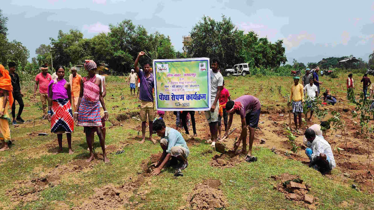 Big Program Of Tree Plantation