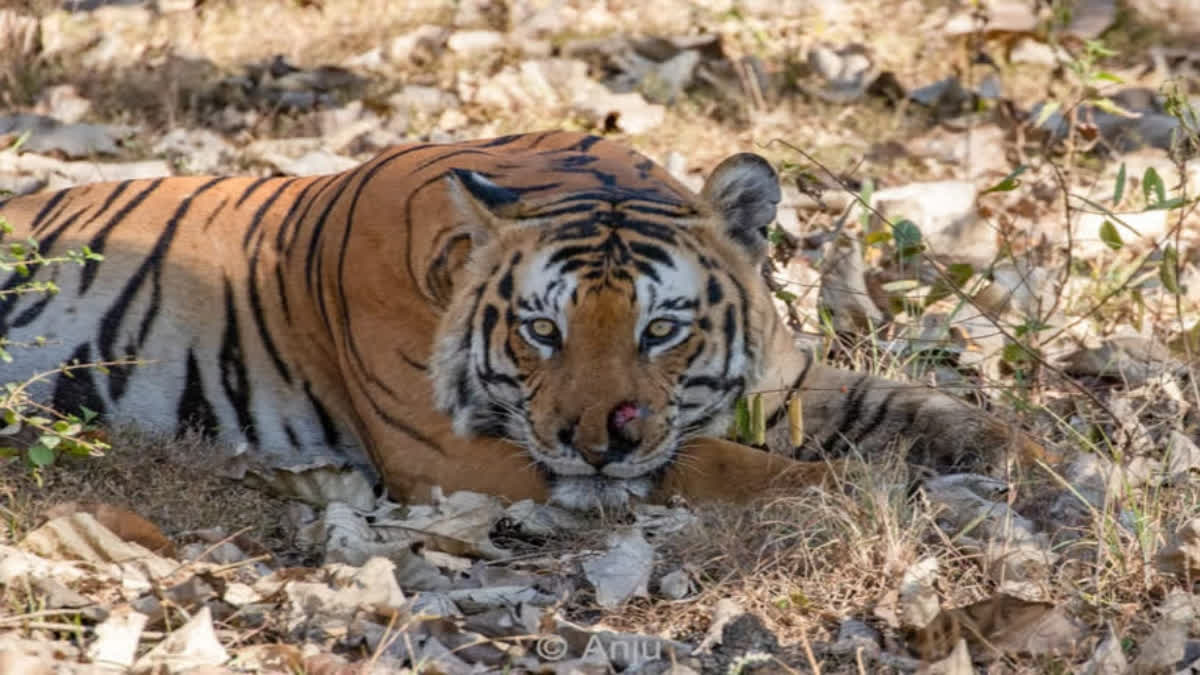 Bengal Safari Park authorities are happy with the arrival of new guests in the form of three tiger cubs. Following the deaths of two cubs belonging to white tiger Kika, the Safari authorities were pinning hopes on tigress Rika who gave birth to three royal cubs.