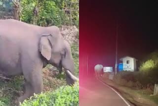 Wild Elephant Padayappa return to Munnar  Wild Elephant Padayappa  പടയപ്പ മൂന്നാറിലേക്ക് മടങ്ങുന്നു  സഞ്ചാരം മൂന്നാര്‍ മറയൂര്‍ സംസ്ഥാന പാതയിലൂടെ  മടക്കം ഒന്നര മാസത്തിന് ശേഷം  കാട്ടുക്കൊമ്പന്‍ പടയപ്പ  kerala news updates  latest news in kerala  news updates today