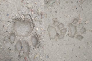 leopard in Agra