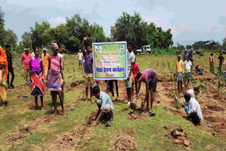 Big Program Of Tree Plantation