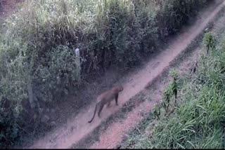 leopard-spotted-in-tarbenahalli-of-tumakur