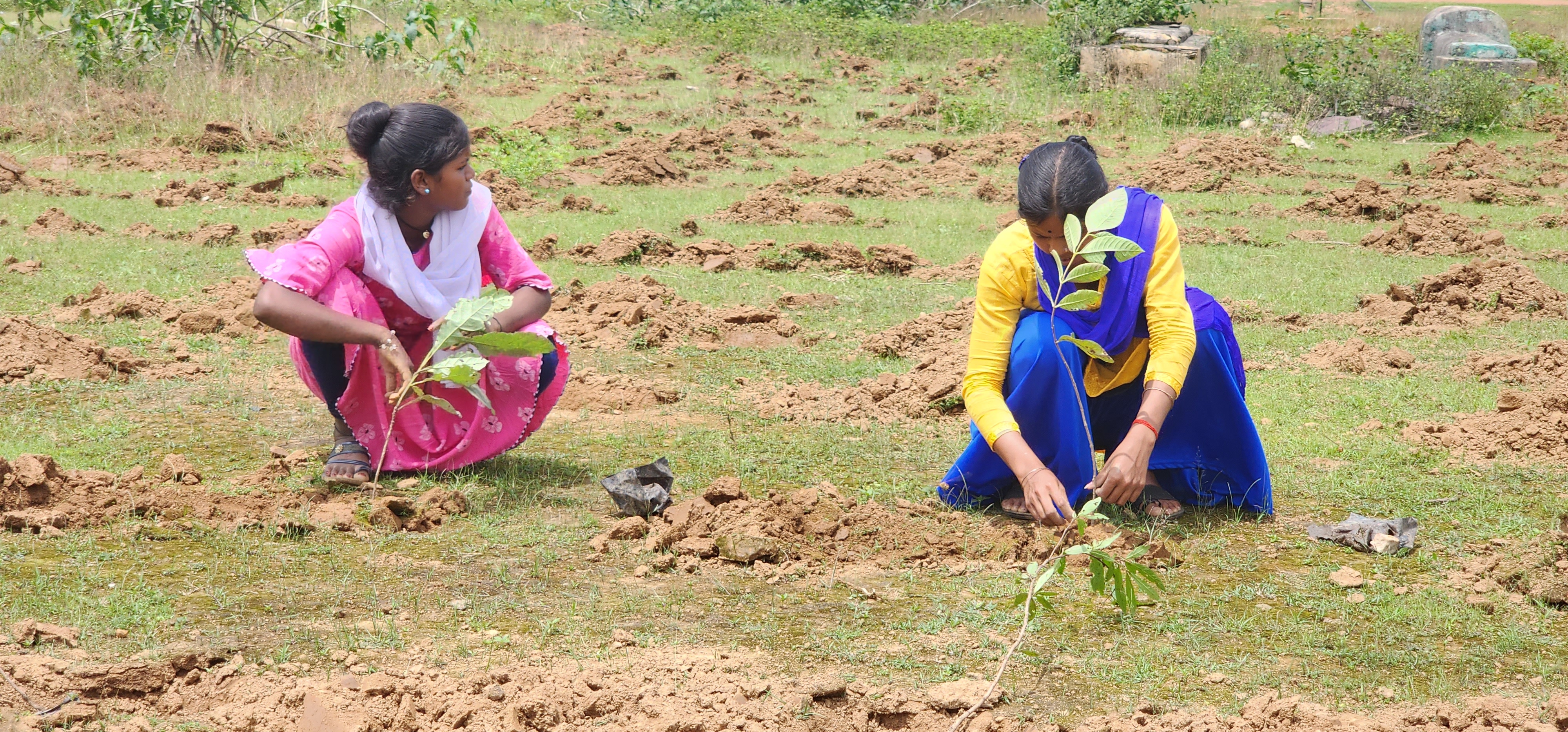 Big Program Of Tree Plantation