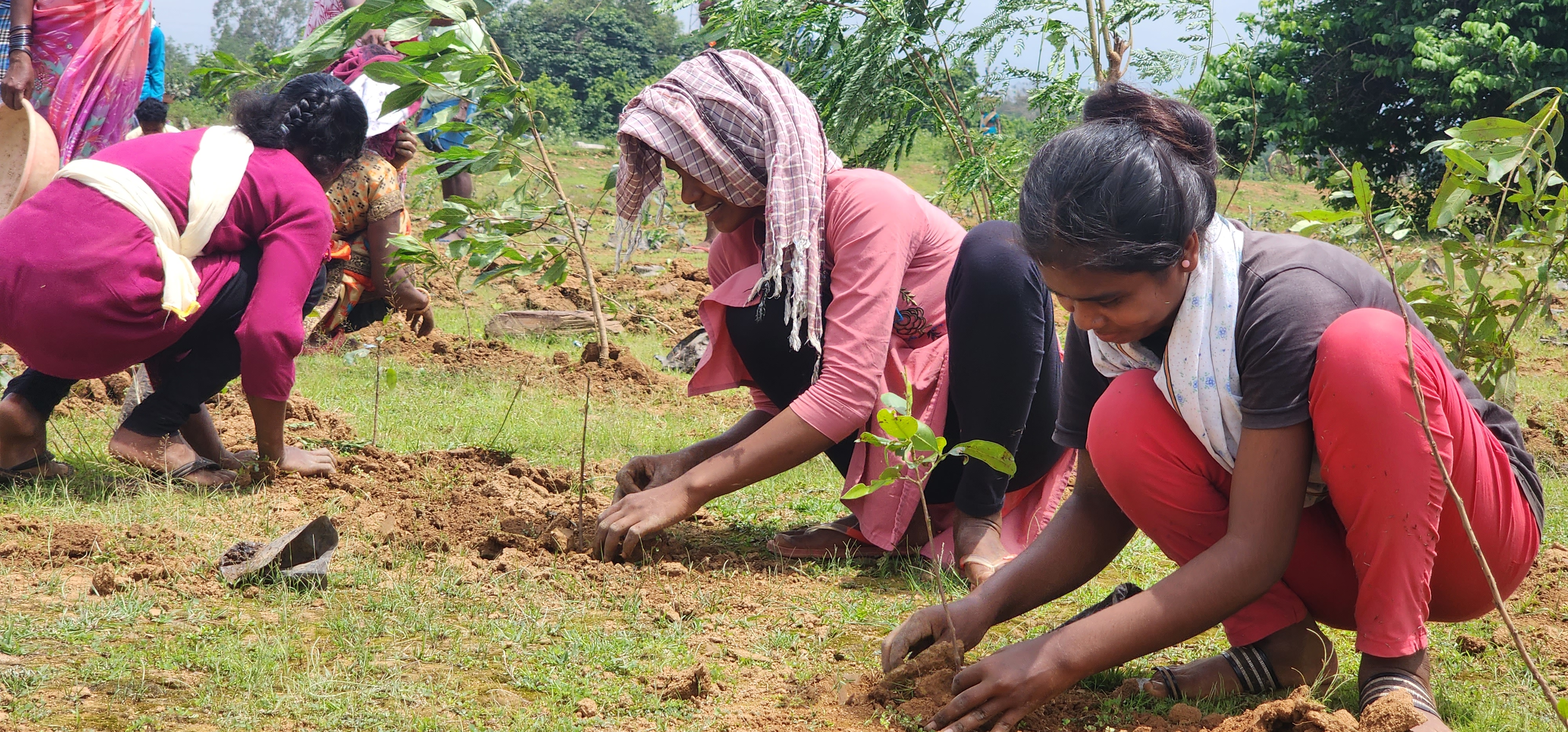 Big Program Of Tree Plantation